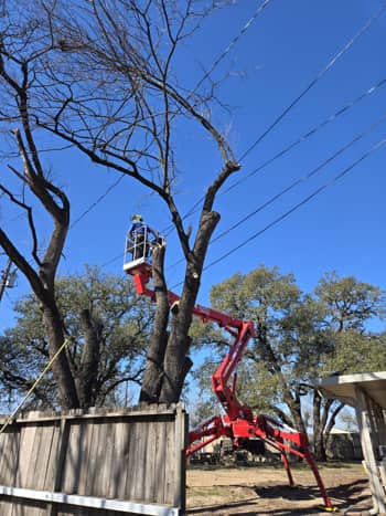 Tree Removal in Temple, Texas