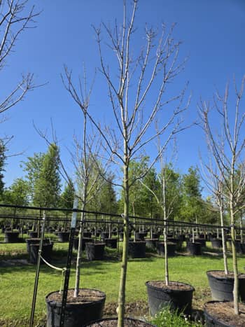 Tree Installation, Temple, TX