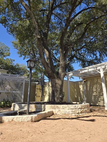 Tree Health Inspection, Temple, TX